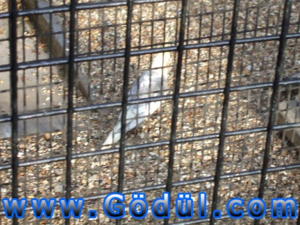 DSCF0052